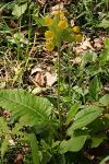 Primula veris