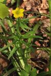Ranunculus auricomus