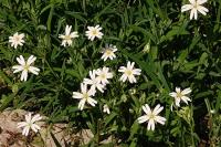Rabelera holostea