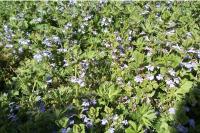 Glechoma hederacea
