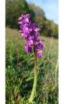 Anacamptis morio