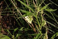 Symphytum officinale