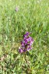 Anacamptis morio