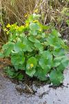 Caltha palustris