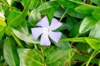 Vinca minor