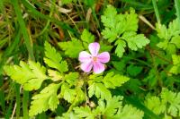 Geranium robertianum