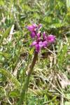 Orchis mascula