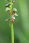 Orchis anthropophora