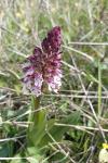 Orchis purpurea