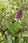 Orchis purpurea