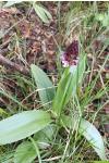 Orchis purpurea