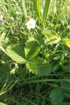 Fragaria viridis