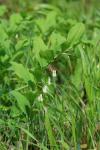Polygonatum multiflorum