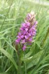 Dactylorhiza majalis