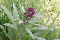 Cynoglossum officinale