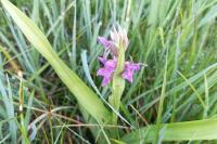Dactylorhiza majalis