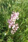 Anacamptis morio
