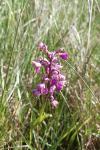 Anacamptis morio