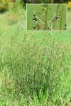 Scrophularia canina