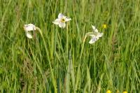 Narcissus poeticus