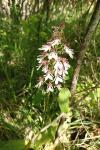 Orchis purpurea