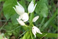 Cephalanthera longifolia