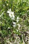 Cephalanthera longifolia