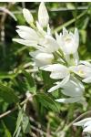 Cephalanthera longifolia