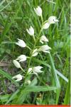 Cephalanthera longifolia