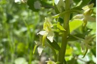 Platanthera chlorantha