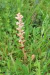 Orobanche caryophyllacea