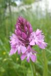 Anacamptis pyramidalis