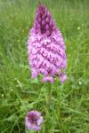 Anacamptis pyramidalis