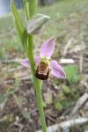 Ophrys apifera