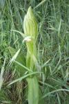 Himantoglossum hircinum