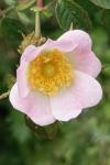 Rosa rubiginosa