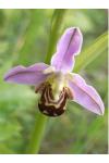 Ophrys apifera