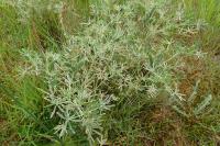 Lupinus angustifolius