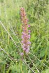 Gymnadenia conopsea