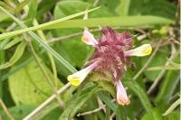 Melampyrum cristatum