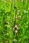 Ophrys apifera