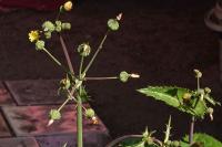 Sonchus asper