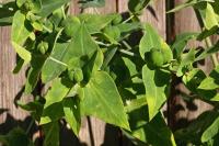Euphorbia lathyris