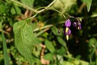 Solanum dulcamara
