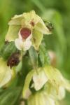 Epipactis muelleri