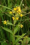 Lysimachia vulgaris