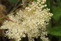Filipendula ulmaria