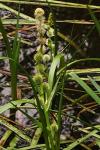 Sparganium emersum
