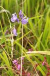 Polygala serpyllifolia