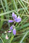 Polygala serpyllifolia